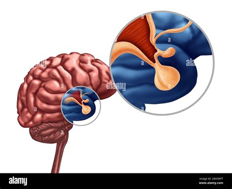 El concepto de glándula pituitaria o hipotálamo o hipofisis cerebral