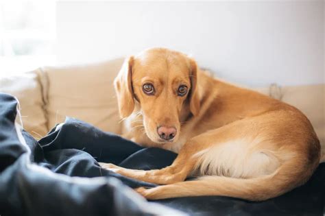 Barriga Do Cachorro Fazendo Barulho O Que Pode Ser