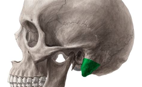 Mastoid Process Anatomy Function Attachments Kenhub – Otosection