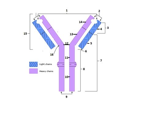 Basic Immunoglobulin Structure Quiz