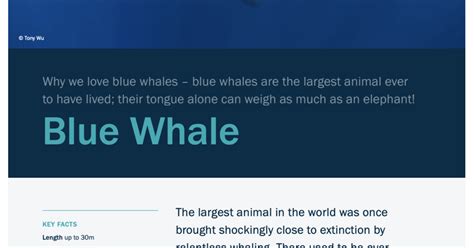 Blue Whale Facts Ifaw Fact Sheet