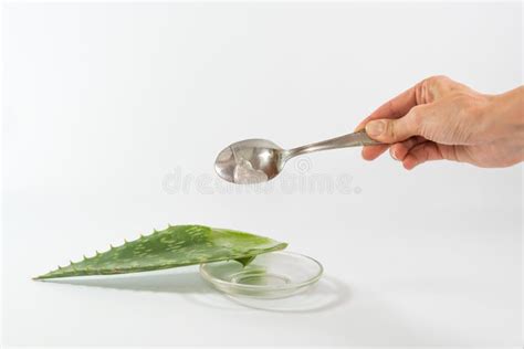 Aloe Pulp Vera Stock Photos Free Royalty Free Stock Photos From