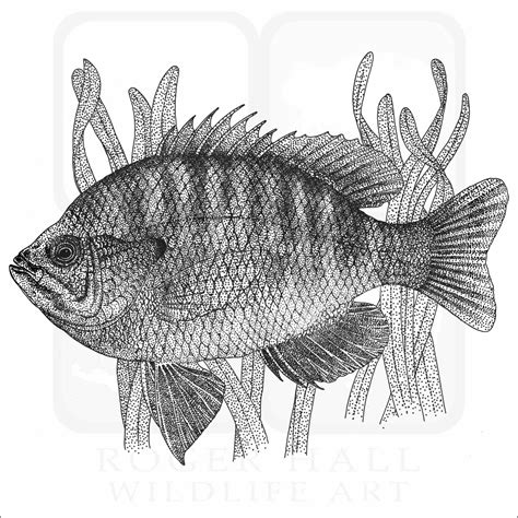 Bluegill Signed Fine Art Print Inkart