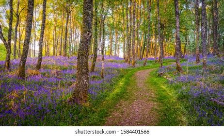 9,617 Bluebell woods Stock Photos, Images & Photography | Shutterstock