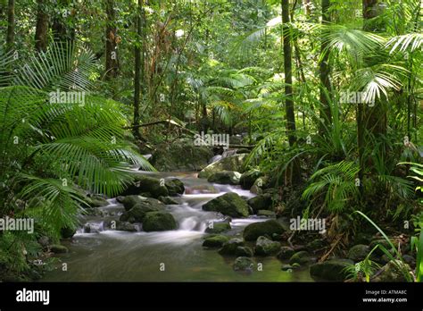 Iconic Tropical Rainforest Stream In The Famous Mossman Gorge Near Port