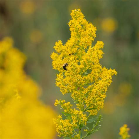 Store Solidago Speciosa Showy Goldenrod Ontario Native Plant