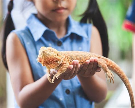 Haustiere F R Kinder Welches Tier Passt Zu Eurer Familie Lunamag De