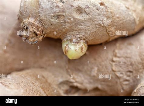 Macro Detail Of A Fresh Ginger Rhizome Stock Photo Alamy