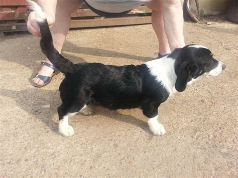 Basset Hound Border Collie Mix Puppies | PETSIDI