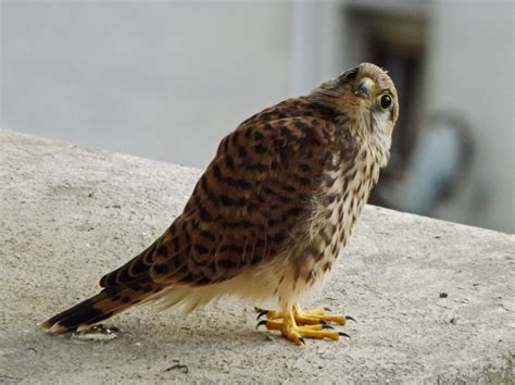 Falcon Facts, Types, Classification, Habitat, Diet, Adaptations