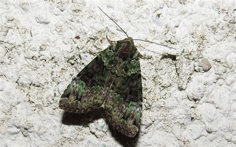 Les Insectes Du Haut Jura La Noctuelle Verte