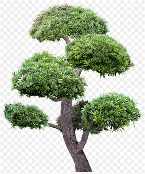 Indoor Bonsai Tree Clip Art Png X Px Bonsai Chinese Sweet