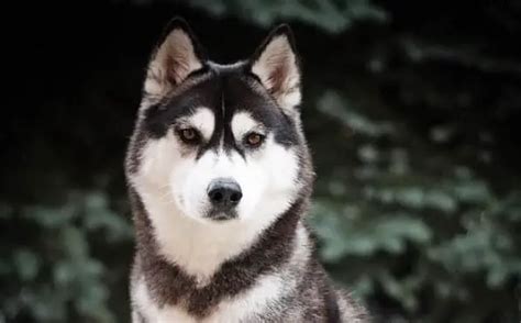 250 Names That Embrace the Adventurous Spirit of Siberian Husky ...