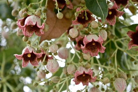 Brachychiton Populneus 5 Seeds Kurrajong Bottle Tree Australian Flow