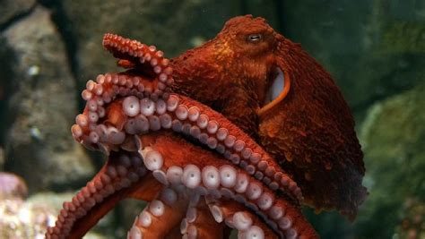 Pulpo Gigante Roba Cangrejo A Pescador V Deo Vista Al Mar