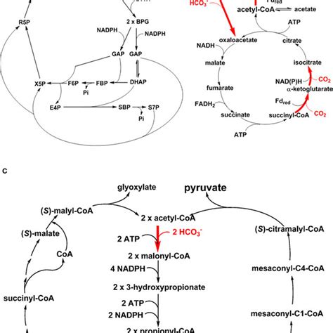 Anaplerotic CO2 assimilation reactions. The CO2-anaplerotic reactions ...