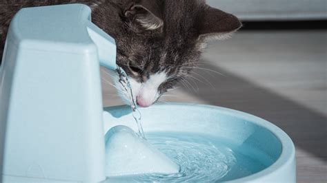 How To Get Your Cats To Drink Water