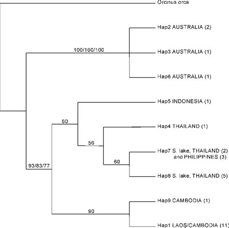 Bootstrap Consensus Tree Resulting From Neighbor Joining Nj Analysis