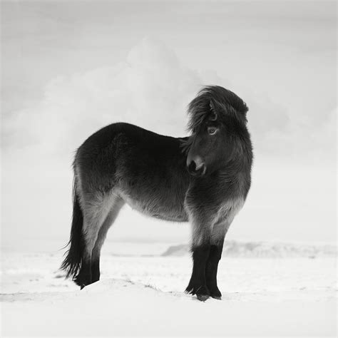 Icelandic Winter Horses Photography Tour Ocean Capture