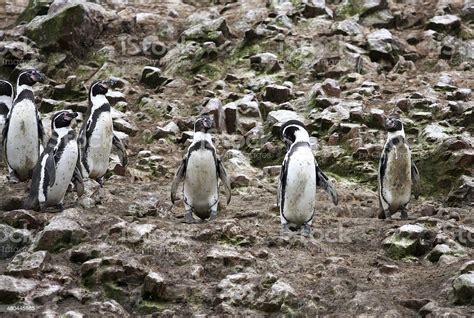 Humboldt Penguin In The Island Ballestas Paracas National Park Peru