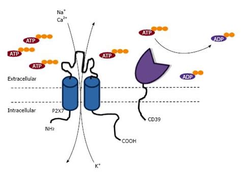 P2x7 Receptor In Skin Biology And Diseases