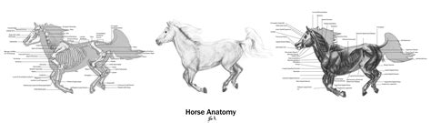 Animal Anatomy: Horse 01 by 89ravenclaw on DeviantArt