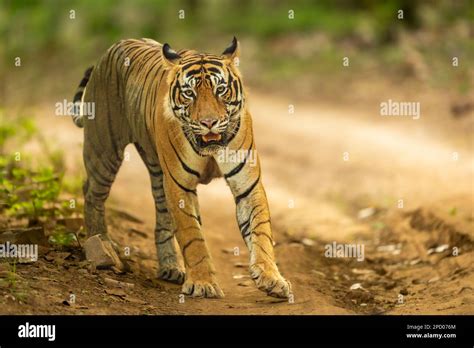 Wild Bengal Male Tiger Or Panthera Tigris Head On In Natural Green