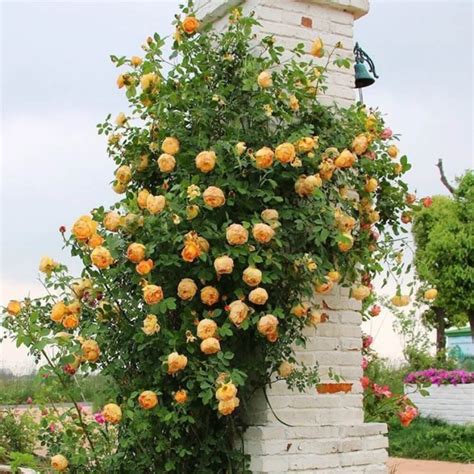 Climbing Rose Seeds – Seeds Connect