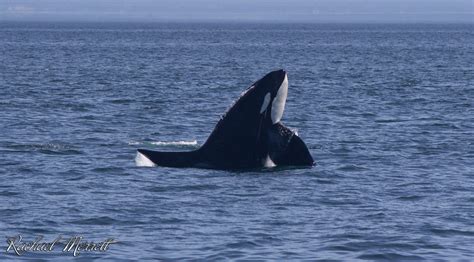 West Coast Biggs Transient Killer Whales Georgia Strait