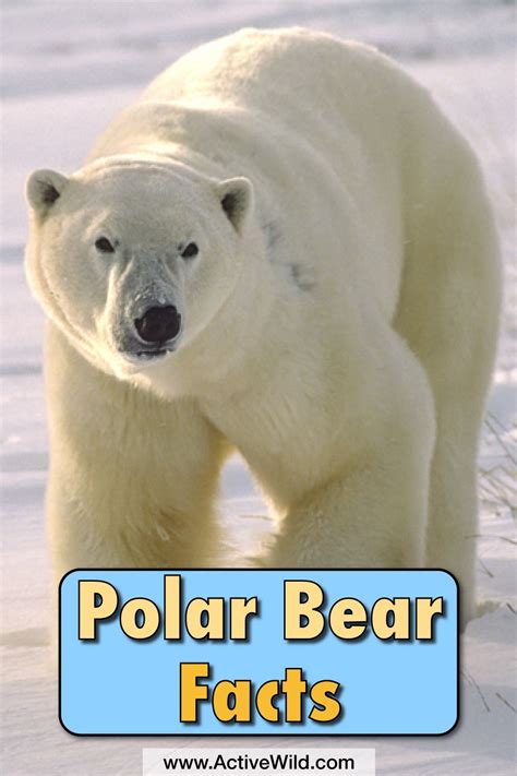 Polar Bears Facts Information Pictures And Video For Kids And Adults