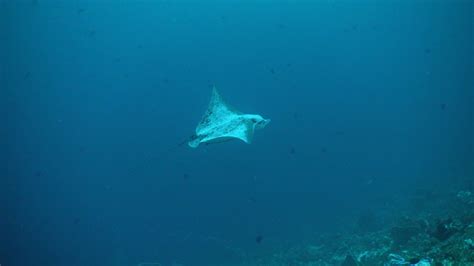 Spotted Eagle Ray Aetobatus Narinari Or Ocellated Eagle Ray