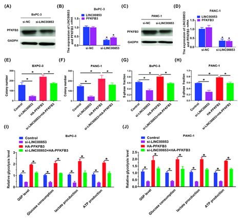 Linc00853 Enhanced Aerobic Glycolysis And Proliferation Through Pfkfb3 Download Scientific