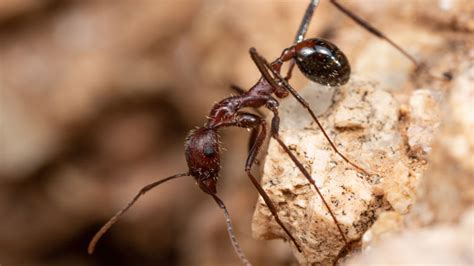 23 Different Types Of Ants In Texas W Pictures