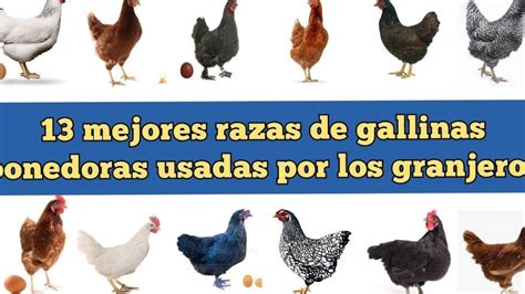 Gallina Brahma Descubre Todo Sobre Esta Raza De Aves Ex Ticas