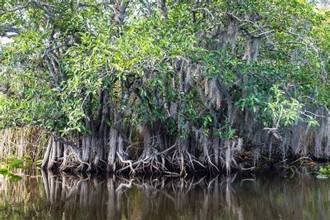 FAU | Mangrove Root Model May Hold the Key to Preventing Coastal Erosion