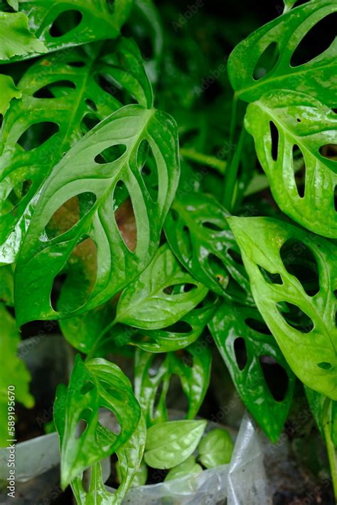 Tanaman Hias Janda Bolong Is Monstera Adansonii An Ornamental Plant Of