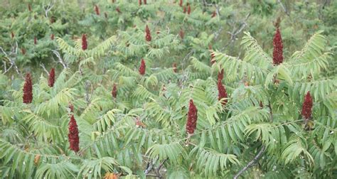 How To Propagate The Staghorn Sumac Tree