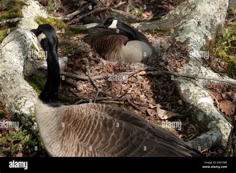 Canada goose nesting Stock Photo - Alamy