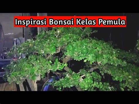 Buat Pemula Bonsai Jenis Ini Sangat Cocok Sekali Youtube