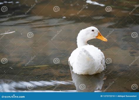 Close Up Shot Of The White Duck Swimming On The Water Of Lake American