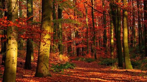 Fall Forest HD Wallpapers - 4k, HD Fall Forest Backgrounds on WallpaperBat