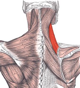 Levator scapulae muscle