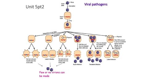 Virology And Oncology Virology And Oncology Different Types Of Entry