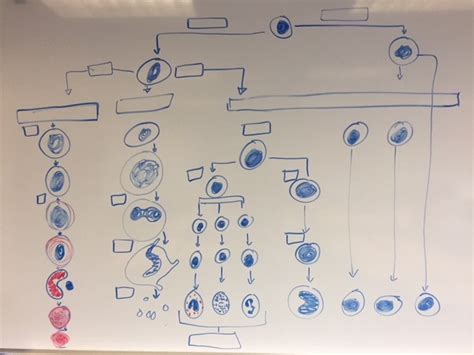 Hemopoiesis Diagram | Quizlet