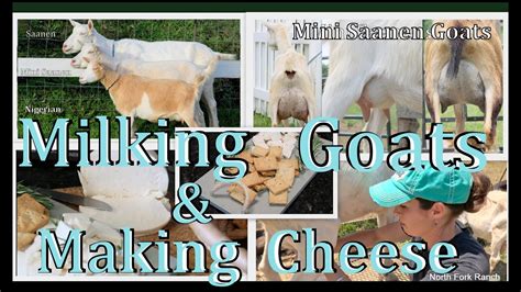 Making Goat Cheese And Milking Goats Goat Goatcheese Cheese