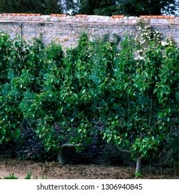 Apple Tree Espalier Stock Photo 1306940845 | Shutterstock