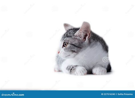 Tabby Cat On A White Background Stock Photo Image Of Domestic Studio