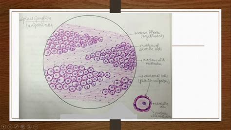 PowerPoint Slide Show Histology of ganglions 2021 05 07 10 09 55 - YouTube