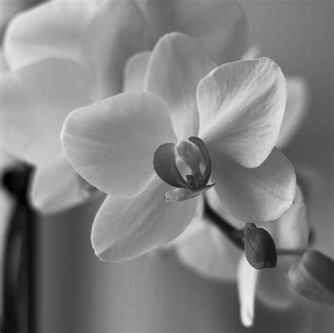 🔥 [40+] Black Orchid Wallpapers | WallpaperSafari