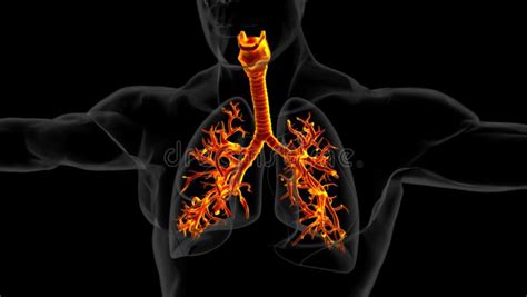 Human Lungs With Trachea Anatomy For Medical Concept D Rendering Stock